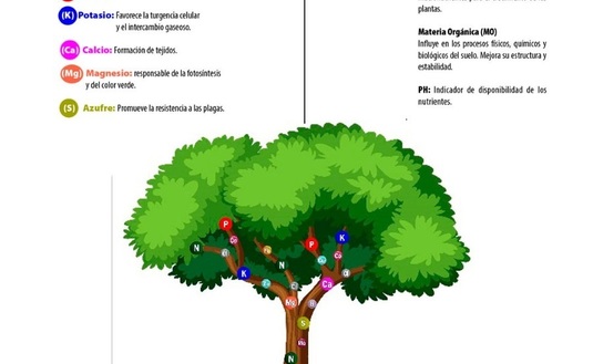 Fertilidad Química del Suelo del Yerbal