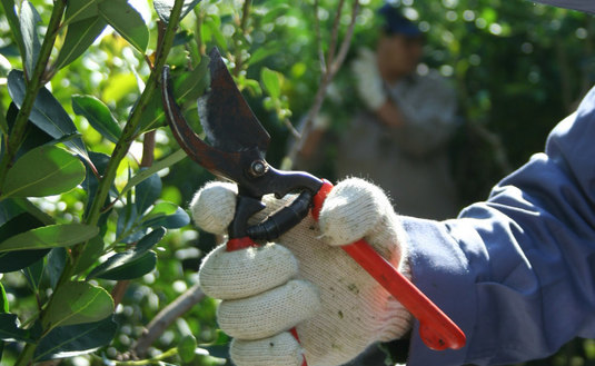 El INYM recuerda que en octubre y noviembre rige la suspensión de cosecha y secanza de yerba mate