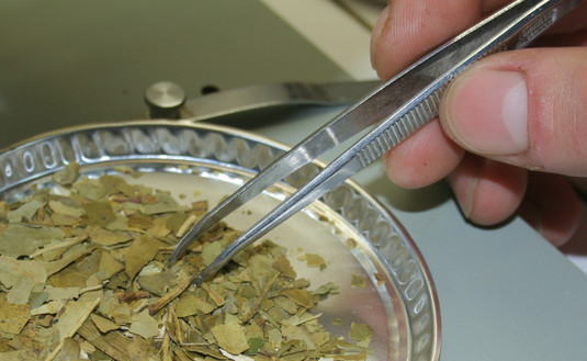 Imagen de Se aprobó un método más eficiente para el control de componentes en yerba elaborada