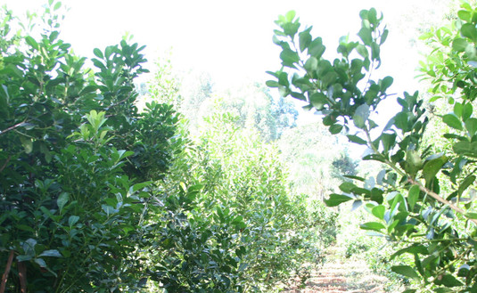 Imagen de Nuevos valores de la hoja verde y de la canchada Imagen de Nuevos valores de la hoja verde y de la canchada