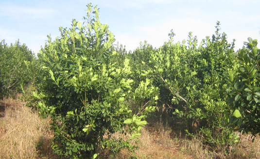 Imagen de Otros 4 lugares para inscribir yerbales y productores Imagen de Otros 4 lugares para inscribir yerbales y productores