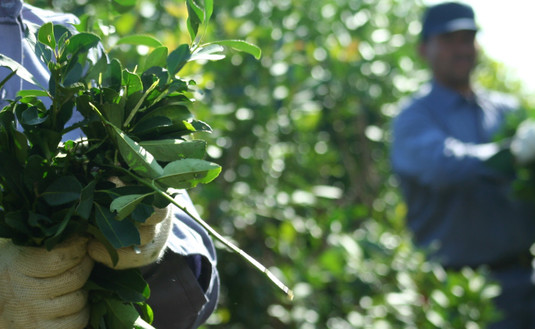 Imagen de Oficinas en San Pedro y Liebig para el registro de productores y de yerbales Imagen de Oficinas en San Pedro y Liebig para el registro de productores y de yerbales