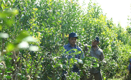 Imagen de El INYM habilitó la cosecha de yerba mate durante el mes de septiembre