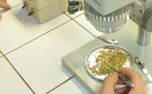 Imagen de Doce investigaciones científicas a la Jornada de Yerba Mate y Salud Imagen de Doce investigaciones científicas a la Jornada de Yerba Mate y Salud