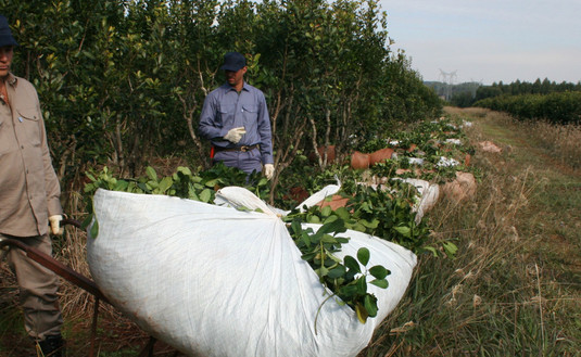 Imagen de Quedan pocas semanas para realizar la inscripción de productores y de yerbales Imagen de Quedan pocas semanas para realizar la inscripción de productores y de yerbales