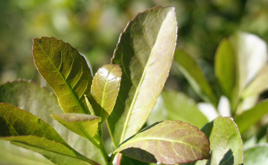 Imagen de El INYM decomisó yerba sin estampilla y clausuró otro secadero por trabajar sin autorización Imagen de El INYM decomisó yerba sin estampilla y clausuró otro secadero por trabajar sin autorización