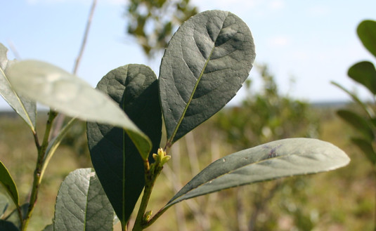 Imagen de Precio de la yerba mate serà resuelto por laudo Imagen de Precio de la yerba mate serà resuelto por laudo