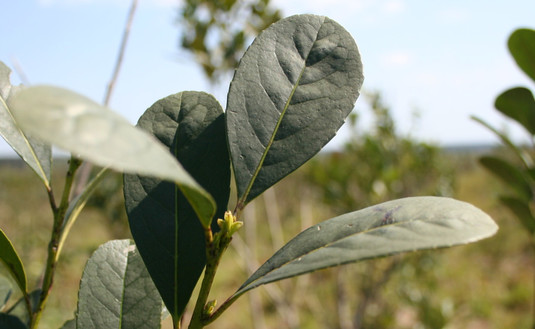 Imagen de Precio de la yerba mate serà resuelto por laudo