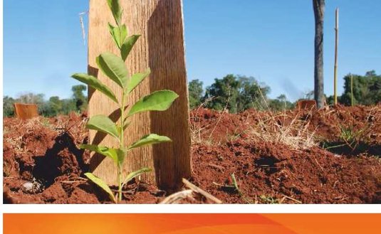 Imagen de Sostenida recuperación en el ingreso de hoja verde a secaderos