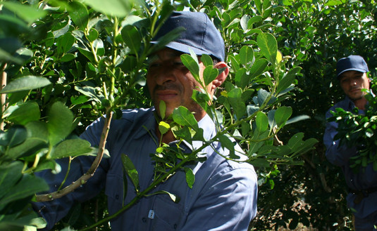 Imagen de Registro de Yerbales y Productores