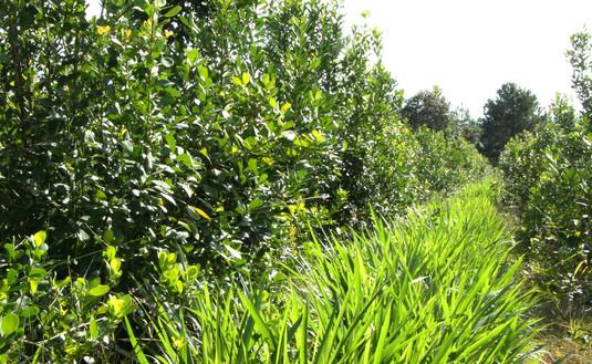 Imagen de Registro de Productores y Yerbales en el Soberbio