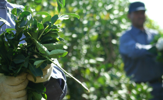 Imagen de Registro de Yerbales y Productores en Misiones