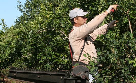 Imagen de Productores con “inscripción provisoria” tendrán un año más para regularizar su situación Imagen de Productores con “inscripción provisoria” tendrán un año más para regularizar su situación