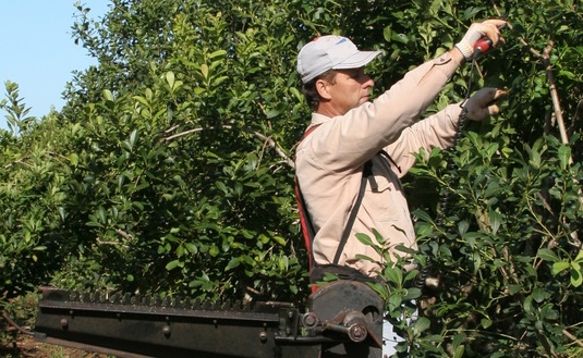 Imagen de Productores con inscripción provisoria tendrán un año más para regularizar su situación