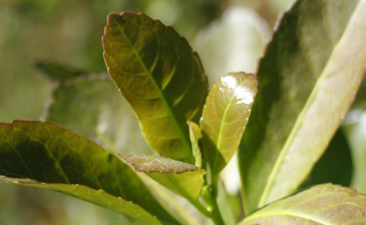 Imagen de Fijamos los nuevos valores de la hoja verde y de la yerba canchada abril a septiembre 2020