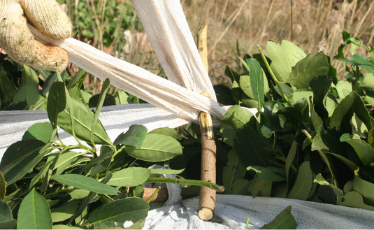 Imagen de COVID19-INYM: Recomendaciones para la cosecha, acopio y secanza de yerba mate Imagen de COVID19-INYM: Recomendaciones para la cosecha, acopio y secanza de yerba mate