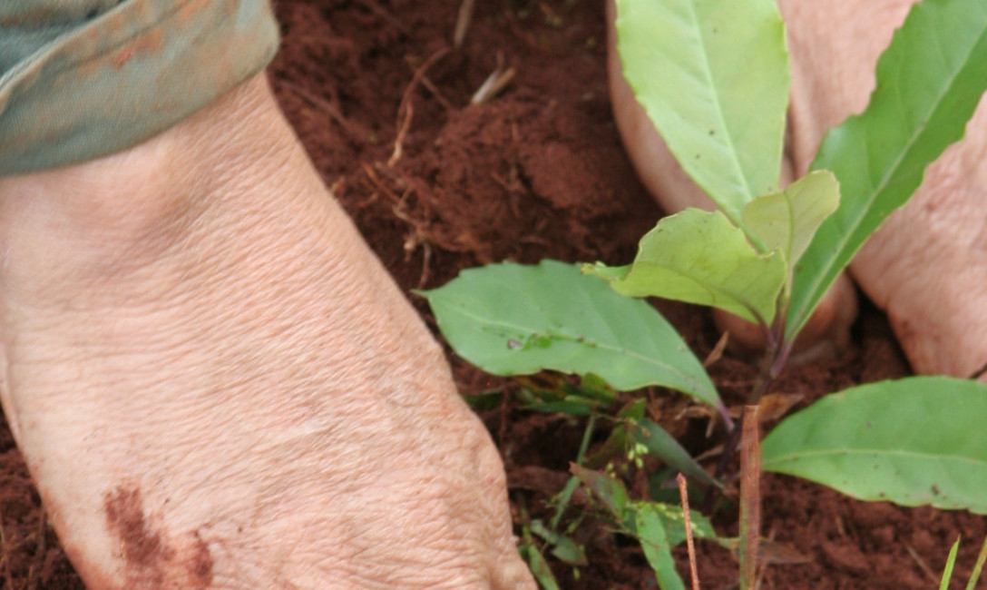 Imagen de “Cuidar el suelo, es cuidar la planta, las hojas de yerba mate”