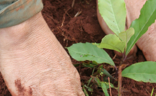 Imagen de “Cuidar el suelo, es cuidar la planta, las hojas de yerba mate” Imagen de “Cuidar el suelo, es cuidar la planta, las hojas de yerba mate”
