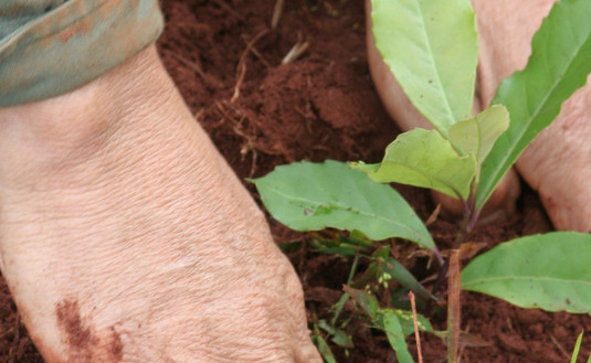 Imagen de Cuidar el suelo, es cuidar la planta, las hojas de yerba mate