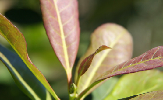 Imagen de Continúan estables el consumo y la producción de  yerba mate