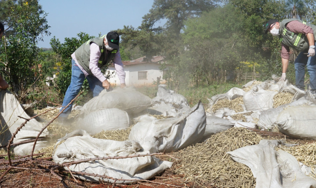 Imagen de Inutilizamos carga de palitos de yerba mate intervenidos en General Urquiza