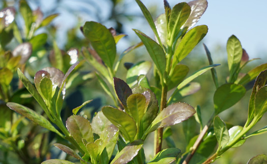 Imagen de En octubre y noviembre rige la suspensión de cosecha y secanza de yerba mate