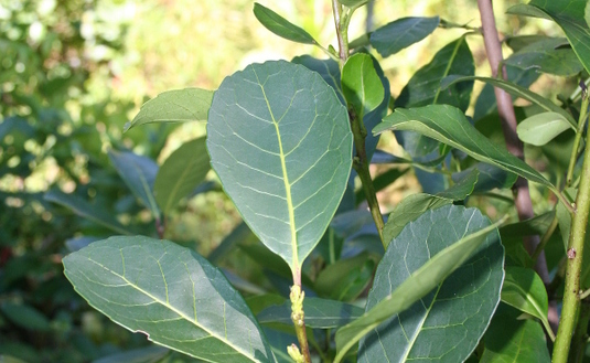 Imagen de Nuevos valores para la hoja verde y la canchada de yerba mate