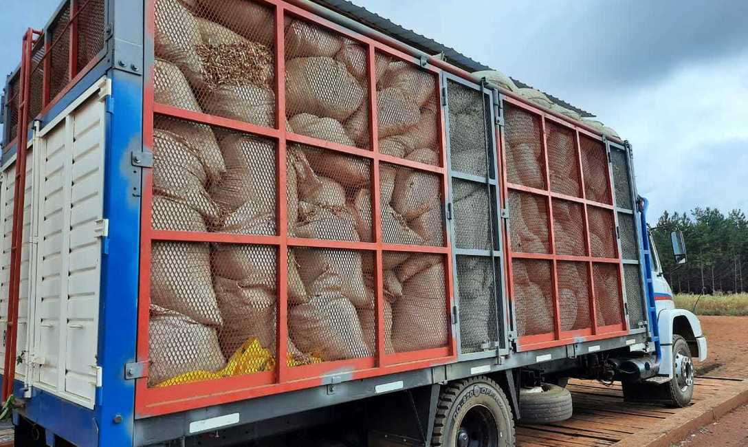 Imagen de Inutilizamos otros 60 mil kilos de palos de yerba mate