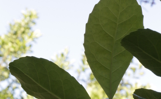 Imagen de Se reitera: plantas de acopio de hoja verde deberán estar inscriptas en el INYM