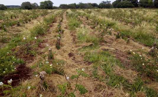 Material vegetal seco en los líneos donde está plantada la yerba, y cubierta verde en los entre líneos. Noviembre 2020. Foto: Foto: Área Técnica del INYM.
