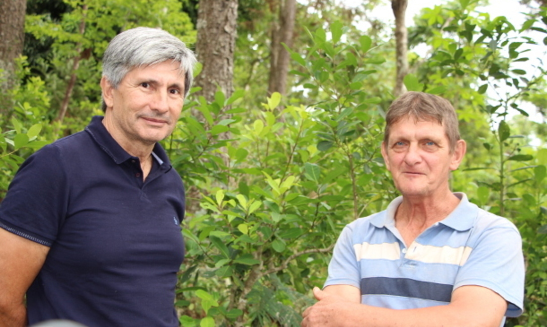 Juan José Szychowski, presidente del INYM, conoció el yerbal arbolado ubicado en Colonia Guaraní.
