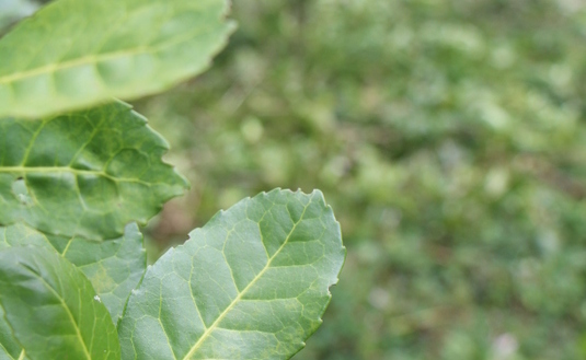 Imagen de Jornada sobre suelos y plagas en yerba mate Imagen de Jornada sobre suelos y plagas en yerba mate