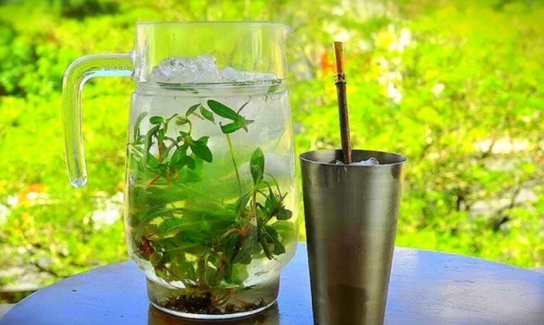 Un buen tereré paraguayo, con muchas hierbas medicinales. Foto: Ñandutí.com.py