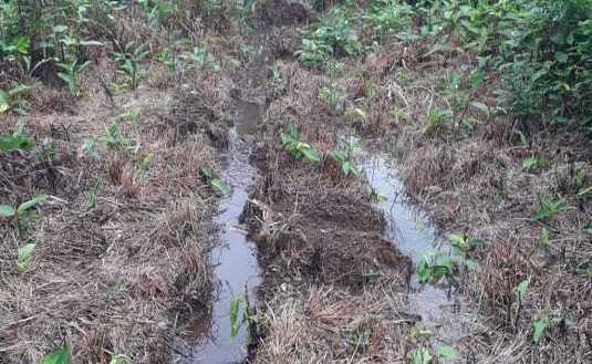 En esta foto se puede ver el exceso de agua precipitada; es agua limpia, que corre a menor velocidad y no arrastra suelo gracias al manejo de cubierta espontánea.