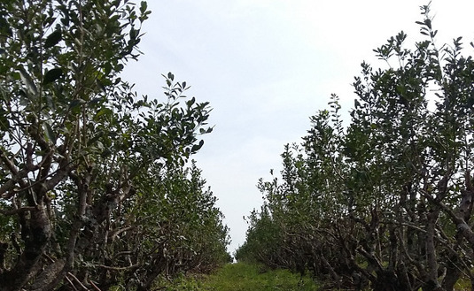 Imagen de Registro de Productores y Yerbales en San Pedro