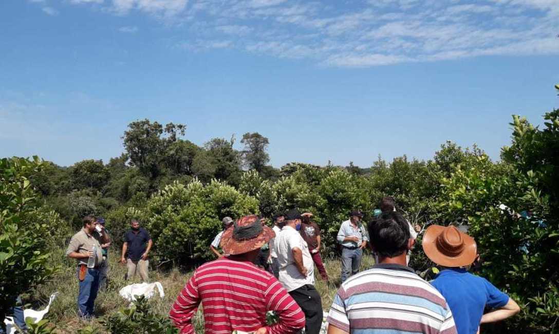 Imagen de Jornada sobre cosecha de yerba mate en Andresito