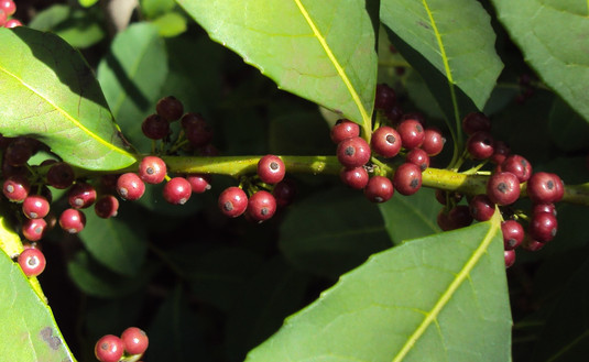 Imagen de Fruto de la yerba mate