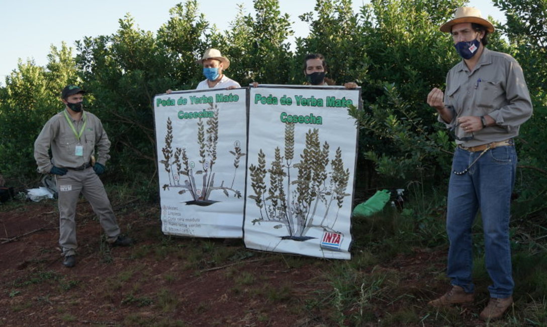 Charla técnica. Los ingenieros Rivero, Bazila, Fernández y Gallardo detallaron los pasos de la cosecha de rama madura.