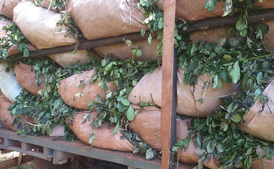 Imagen de El INYM decomisó seis toneladas de hoja verde sin documentación