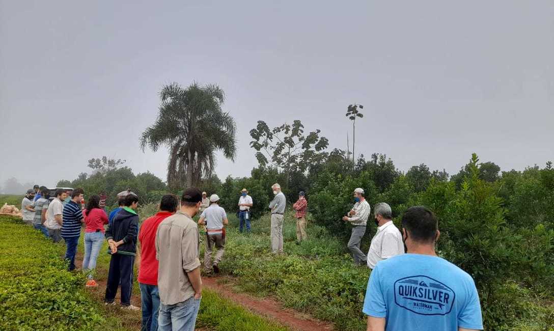 Imagen de Poda de rama madura para cosechas productivas en Guaran&iacute;