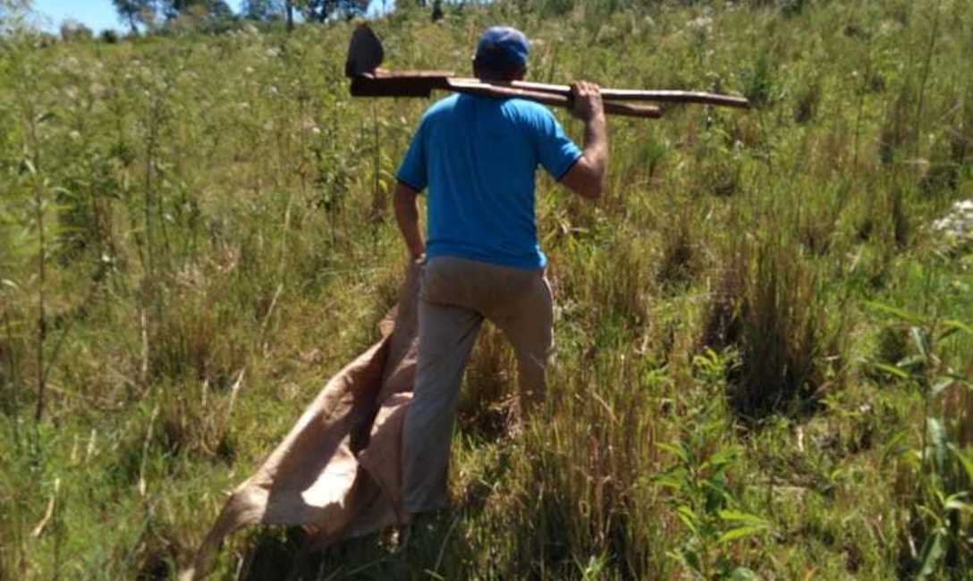 Imagen de En San Pedro, el productor Kugle apuesta a la yerba con t&eacute;cnicas conservacionistas