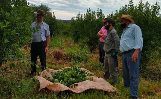 Imagen de Jornada yerbatera en la chacra de Márquez