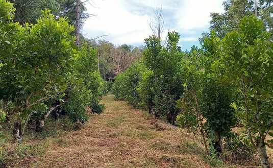 Imagen de Aplicación de fertilizante orgánico, otra opción para lograr la sustentabilidad del cultivo Imagen de Aplicación de fertilizante orgánico, otra opción para lograr la sustentabilidad del cultivo