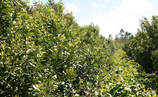 Imagen de Registro de productores y yerbales, el lunes en Campo Viera Imagen de Registro de productores y yerbales, el lunes en Campo Viera