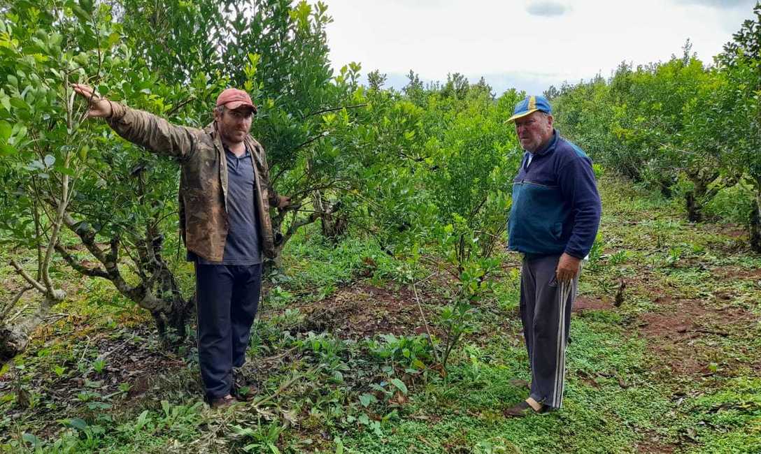 Mateo Froelich y su hijo Diego, tienen 6 hectáreas de yerba mate.