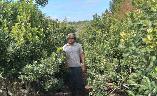 José Penkala cosechó más de 150 kilos de hoja verde en las plantas de yerba mate que son árboles, que crecieron a gusto en lo que algún día fue un potrero en Cerro Polaca.