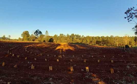 Imagen de Ante la falta de lluvias, se recomienda monitorear y regar los plantines de yerba mate Imagen de Ante la falta de lluvias, se recomienda monitorear y regar los plantines de yerba mate