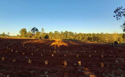 Imagen de Ante la falta de lluvias, se recomienda monitorear y regar los plantines de yerba mate