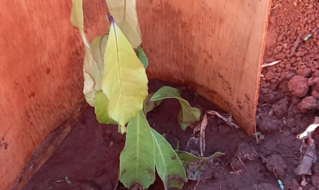 Imagen de Ante la falta de lluvias, se recomienda monitorear y regar los plantines de yerba mate