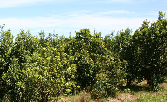 Imagen de El 6 de julio, registro de productores y yerbales en San Vicente Imagen de El 6 de julio, registro de productores y yerbales en San Vicente